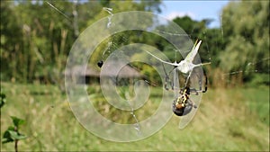 Spider Catches Grasshopper in Web, Black and Yellow Argiope