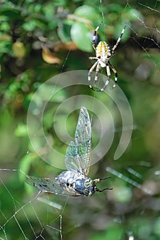 Spider catching cicada