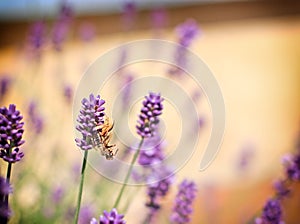 Spider caught a bee