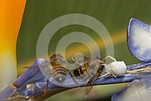 Spider caught a bee