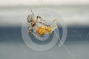 The spider caught a bug in a web