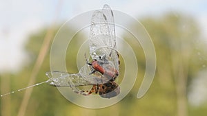 Spider caught dragonflies