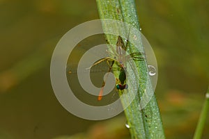 Spider caught dragonfly predator with prey