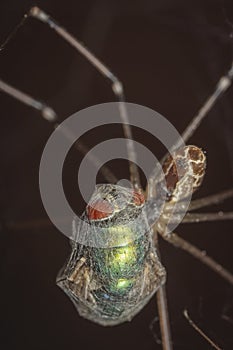 Spider caught a fly in the network and sucking