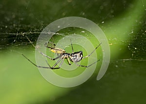 A spider caught a flying midge in a web