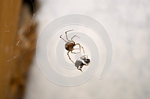 A spider caught a prey in the net