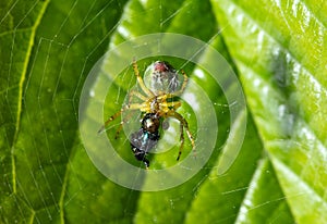 The spider caught the prey in the web in nature.