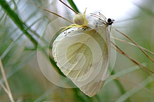 spider caught prey - white butterfly