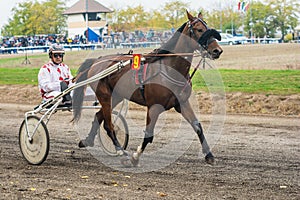 Spider from the cave