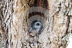 Spider cave in tree