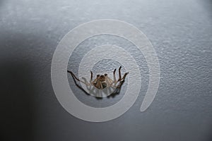 Spider on the ceiling in the night room, arachnophobia is the fear of spiders and other arachnids