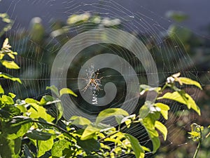 A spider in the center of a circular trapping net among branches with leaves. Natural background with wasp spider