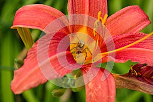 Spider Cheiracanthium sitting in the flower red and yellow daylilie. Cheiracanthium in ambush.