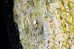 Spider climbing on the tree trunk