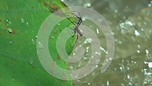 Spider Climbing Up to Leaf from Stream of Water. Survival in Wild Nature
