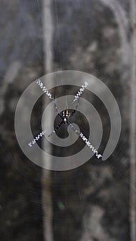 Spider climbs on the web with negative space for fill text