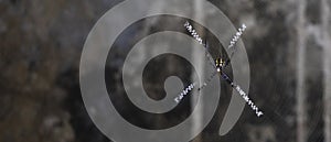 Spider climbs on the web with negative space for fill text