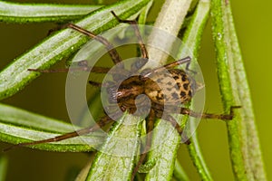 Spider climing