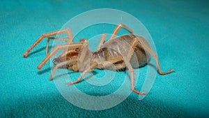 Spider. Close Up camel spider isolated on green background.  also known as windscorpion, Solifugae or sun spider.  wind scorpion,