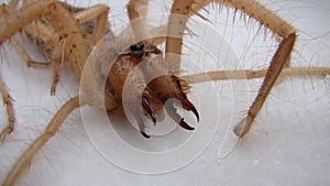 Spider  Close Up camel spider isolated on white background. closeup the head of a camel spider  also known as windscorpion, Solifu