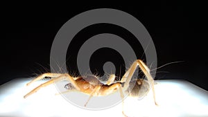 Spider. Close Up camel spider under light camel spider has long hair  also known as windscorpion, Solifugae or sun spider.  wind s