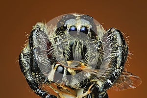 Spider close up exrtime