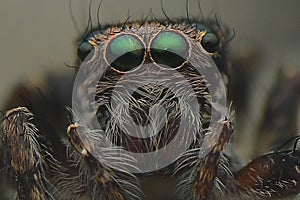 Spider close up green eyes