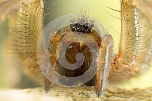 Spider close up photo