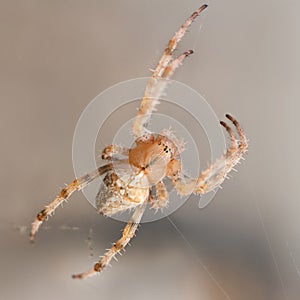 Spider close-up. Macrophotography. photo