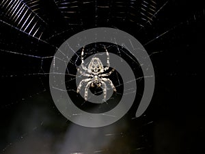 Spider close up at night