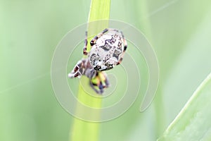 Spider closeup hanging in the air on spider web