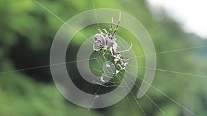 Spider closeup on net
