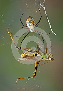 Spider closing in on hopper