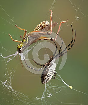 Spider closing in on hopper in web