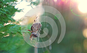 Spider in the cobweb