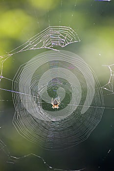 Spider cobweb