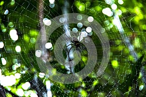 Spider and Cobweb