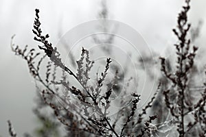 Spider cobweb and dew drops on branches