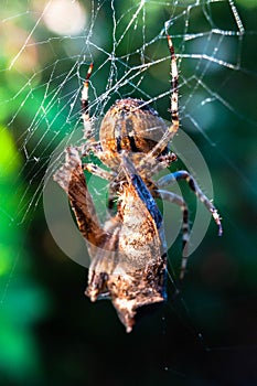 Spider and cobweb in the garden of the house