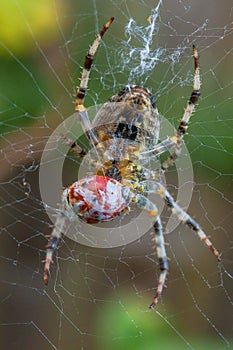 Spider and cobweb in the garden of the house