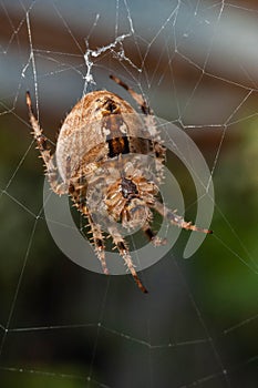 Spider and cobweb in the garden of the house