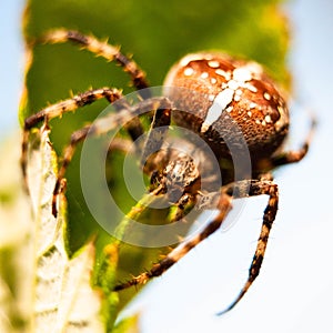 Spider and cobweb in the garden of the house