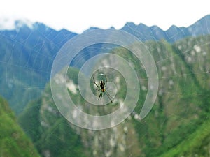 Spider on cobweb with green background