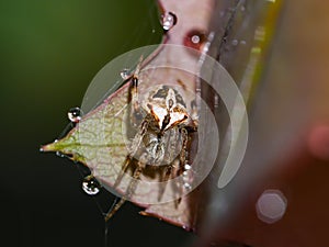 spider with cobweb on leaf