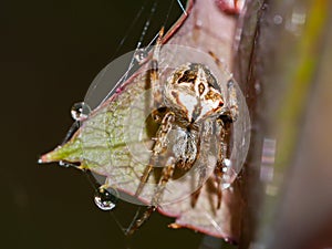 Spider with cobweb on leaf