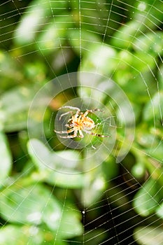 Spider on cobweb over buxus leaves