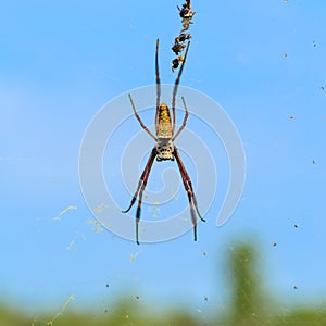 Spider on cobweb and several baits with blue sky, green plants b