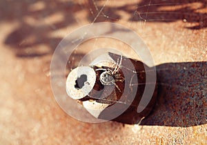 Spider on a cobweb. spider on rusty metal