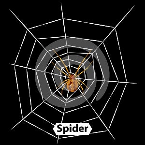 Spider cobweb vector illustration and isolated.