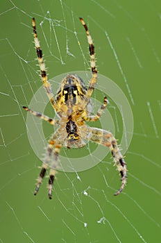 Spider